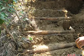 广西容县11.5万亩旱地粮食作物助农增收图片