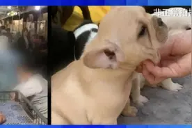 “到家一周就去世了”，直播间销售宠物背后有何秘密？图片