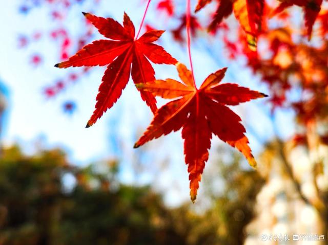 冬日枫树叶，五彩斑斓景致绝美