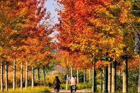 枫叶红了！北京的秋天五彩斑斓，仿佛置身绚丽画卷图片