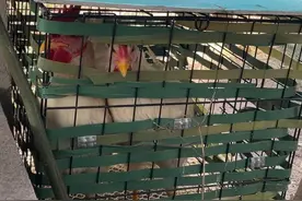 超市送的小鸡崽养在绿化带已能下蛋 居民反映味道大还扰民图片