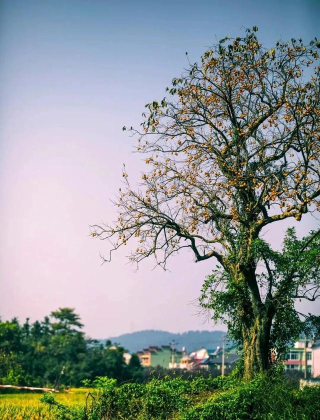 跟着浙BA游诸暨，一起山水探秋、珍珠淘货、古村逛吃