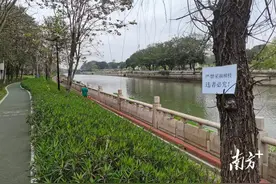 清明随意折柳使不得！禅城城管发出80张“温馨提示”图片