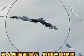 新疆狼群在积雪下挖出一条路 网友大赞：这才是团队精神图片