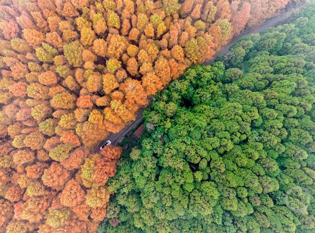 重庆南川：彩林季点燃冬日旅游热