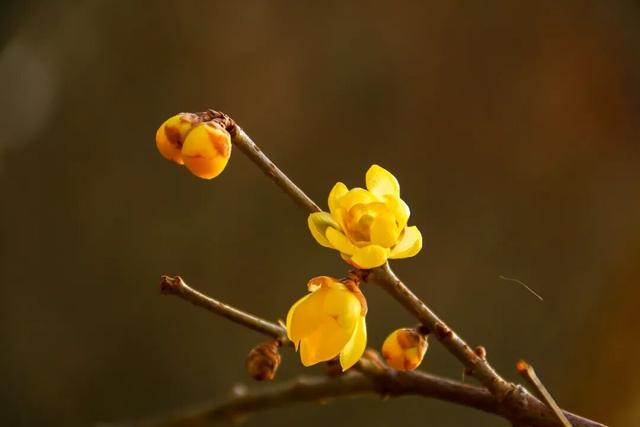 为什么冬天要来毕节？这就是答案→