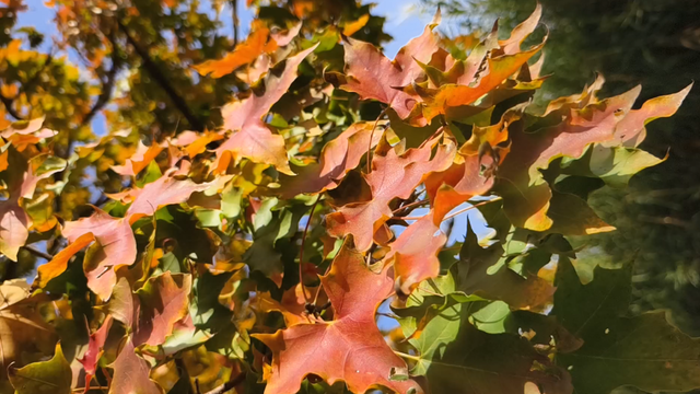 快出门！这些全是洛阳冬日限定！