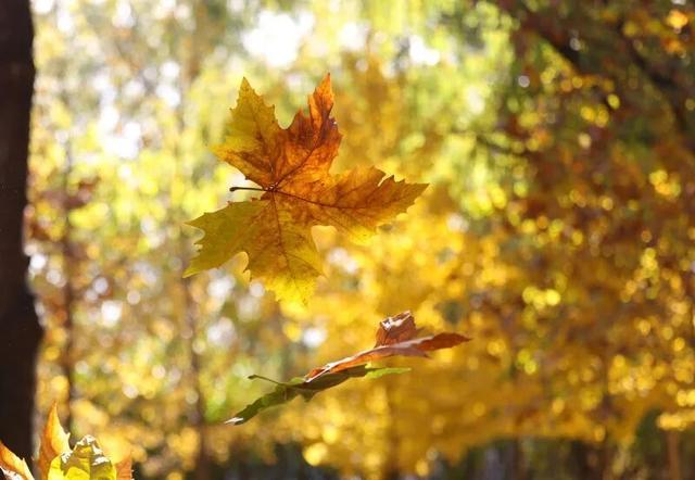 京城寻秋 | 银杏叶织金毯，古塔公园飘起“落叶雨”