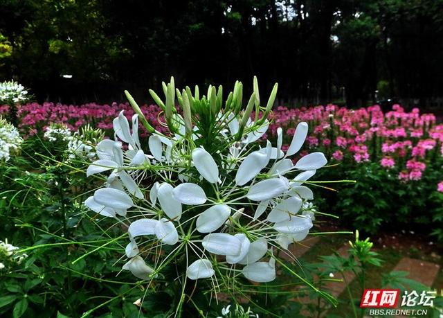漫步株洲湘江风光带，邂逅醉蝶花海的浪漫