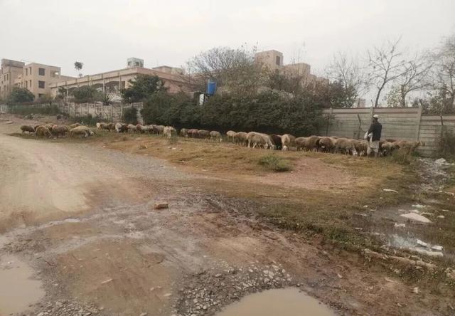 亲历 | 中国人在阿富汗难民营待了一年，有哪些见闻？