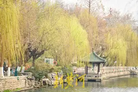 济南护城河边垂柳吐芽春意浓 | 镜相图片