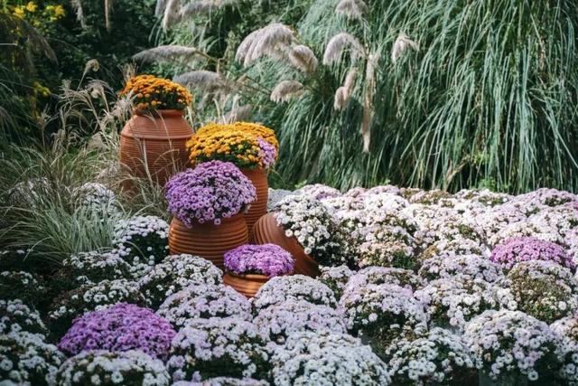 别信秋天萧瑟！凉山的花：我们才是秋天的“显眼包”