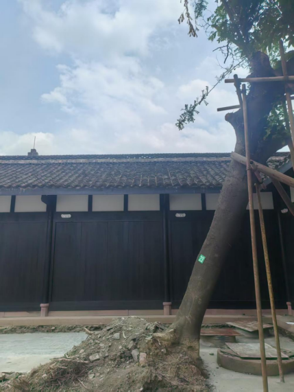守护千年城厢绿脉！古镇树木复壮及管护升级行动全面展开