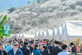 广州市流溪河国家森林公园第二十三届“流溪梅花节”最佳赏花期启动仪式举行图片
