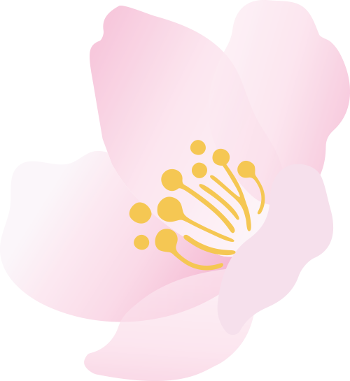 最美松湖 | 这棵“顶流”异木棉到底有多顶？