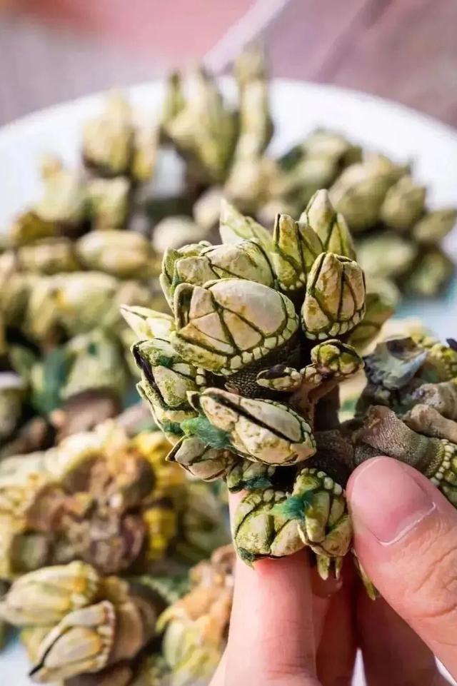 我想离开浪浪山，去广东！