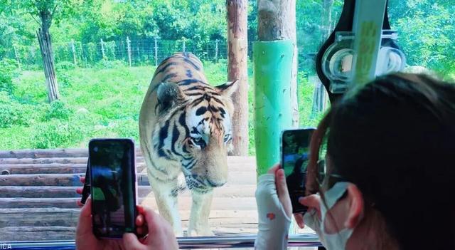 畅游年卡上新！解锁2026全年精彩，省钱又省心