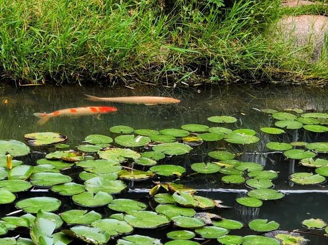 洪山大学之城：晚秋绘彩图，来一场邂逅半红半黄的浪漫之约