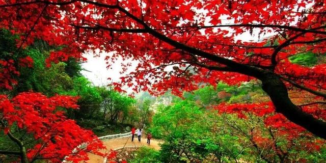 亮相央视！洛阳这些赏秋地，太美！