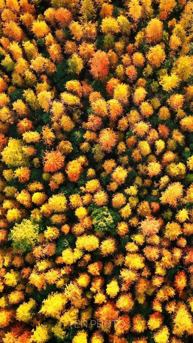 红叶节+纸艺双年展+东方快车谋杀案，奉贤本周活动清单直接封神