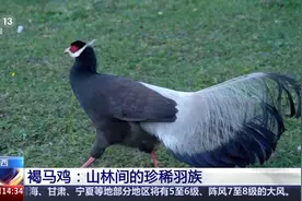 这种“战斗鸡”竟是《山海经》中的上古神兽图片