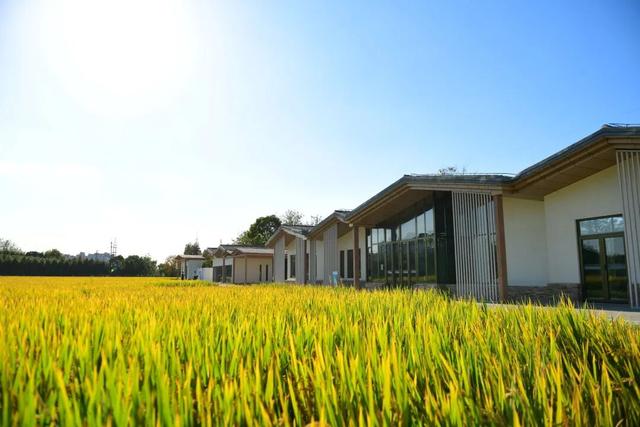 2025年宝山区丰收节暨“幸福宝山路 魅力乡村行”宝山职工徒步赛即将开赛！