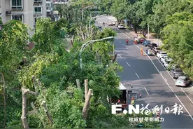 福州城区多条道路行道树“理发” 三问为你释疑解惑图片