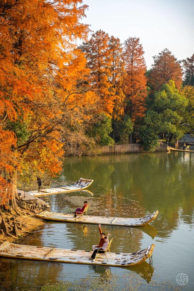 东湖冬日必打卡！观“雪”景、赏秋色、追落日！