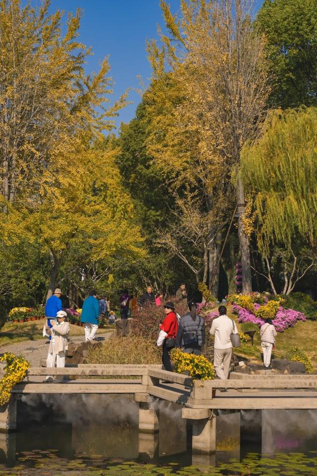 “美神”降临！太仓限定秋日美景，真的“杀”疯了！