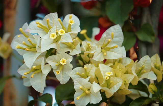 初冬，来宜良的街头遇见独属于三角梅的热烈