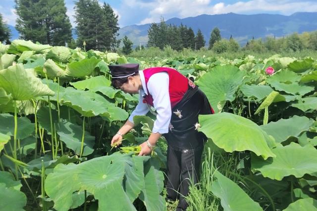 旅居大理｜鹤庆草海：荷风入馔，舌尖收藏夏日限定