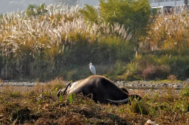 周末露营天花板，来福安“野” 一天！