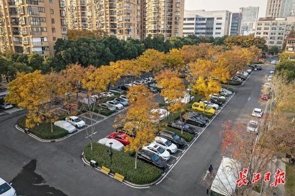 藏在公园里的浪漫栈道