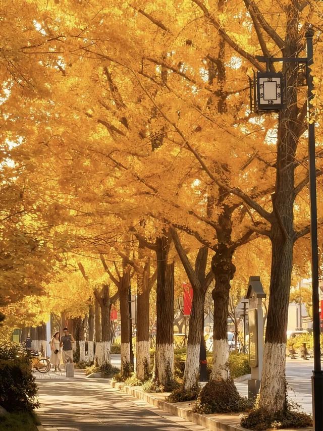 超美打卡攻略来啦！秋染道前街，追寻林则徐苏州印记