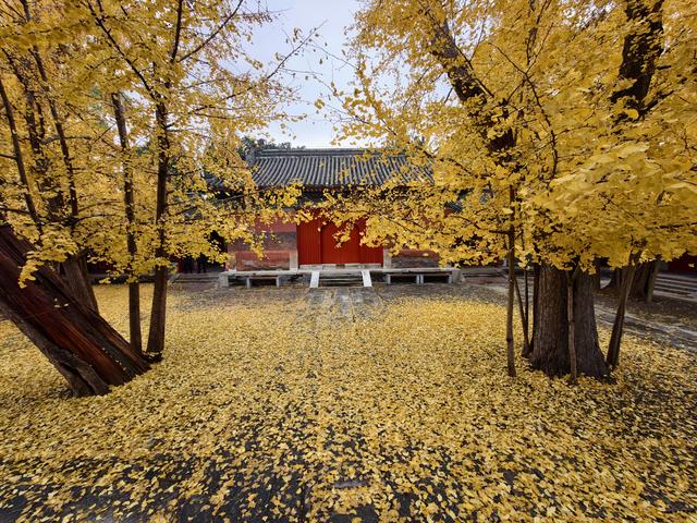 雨后天晴，承恩寺秒变“黄金殿”！银杏铺满院，古韵拉满格