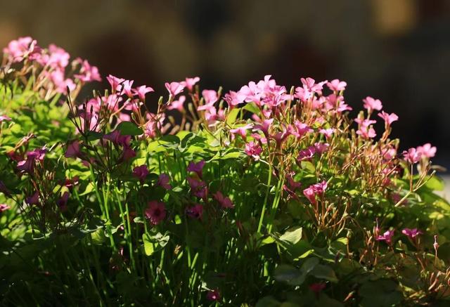 秋天的陇南，有什么好看的？