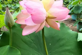 北京莲花池公园今年首株并蒂莲绽放图片