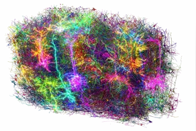 超20万个细胞，首个小鼠局部大脑联接图谱公布图片