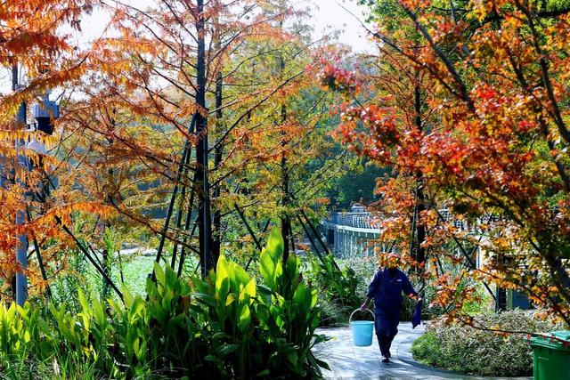 东湖南路上演初冬的浪漫：满径梧桐黄，一路保洁忙