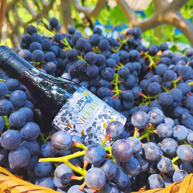 广西柳州：12月19日！侗乡最热闹的节庆，给你独一无二的“侗”情记忆……