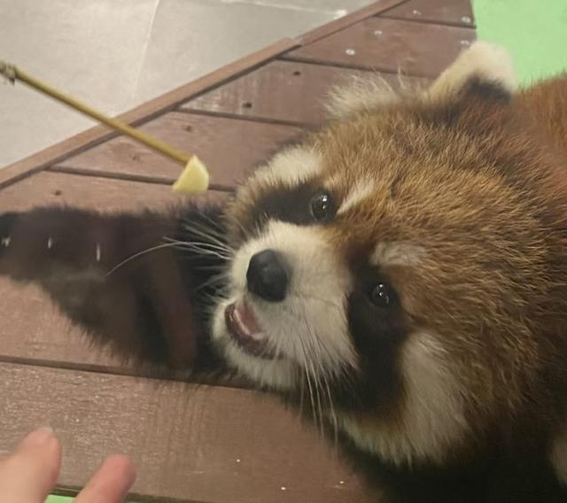 门票8元！杭州一动物园，正式开放！来了好多“新朋友”