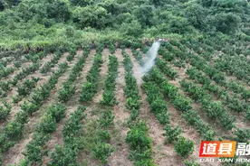湖南道县：无人机植保为脐橙管护“添翼”图片