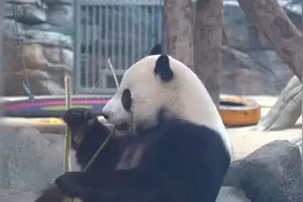 空调、喷淋、冷库马力全开，高温天电力特巡保障武汉动物园“毛孩子”们清凉度夏图片