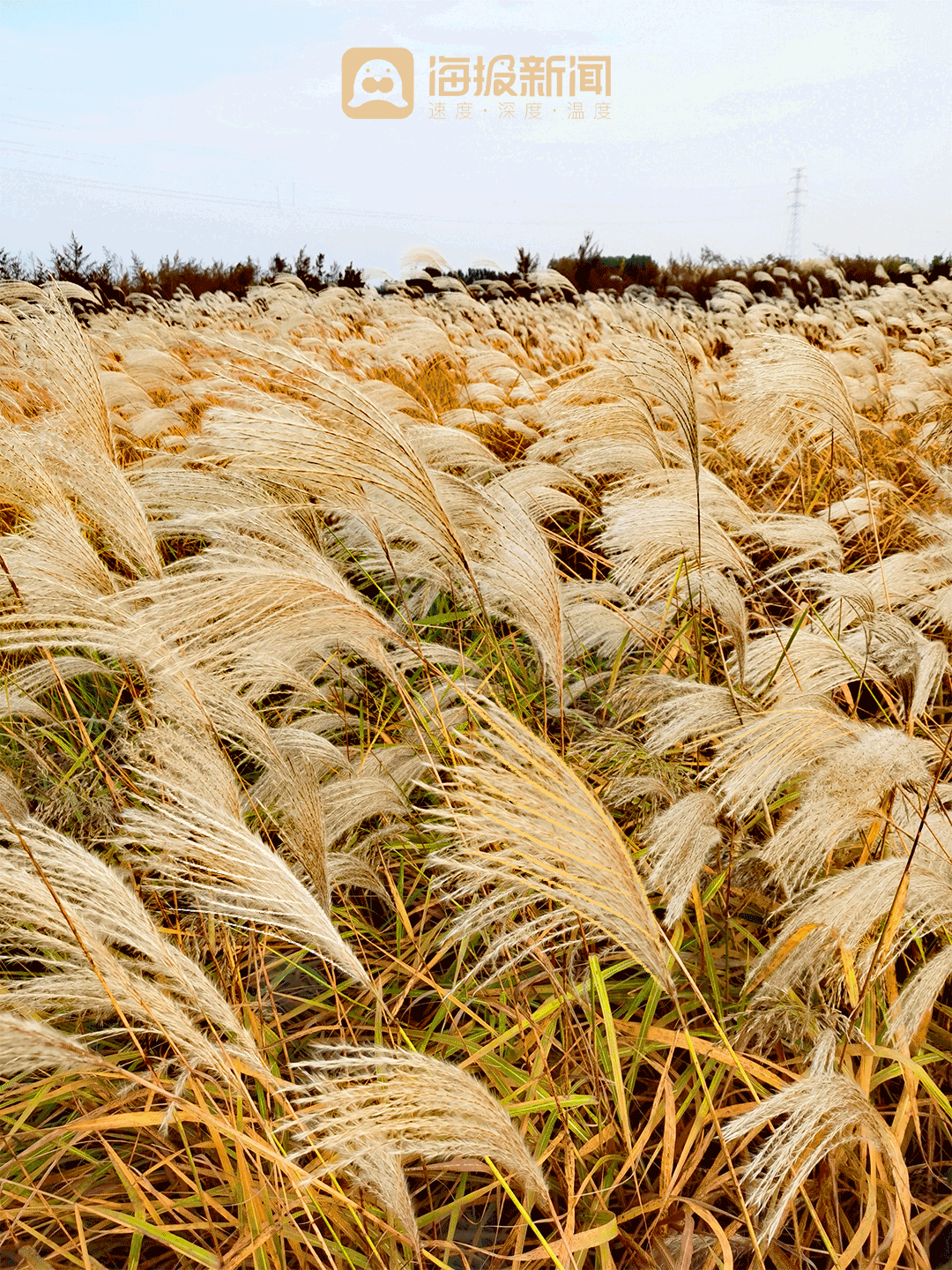 动图海报丨那就好好告别吧，在潍坊最后的秋景里！