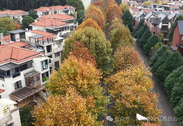 在白云！这个初冬阳光温暖，满是金黄！