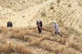 锁住黄沙头 筑起新绿洲图片
