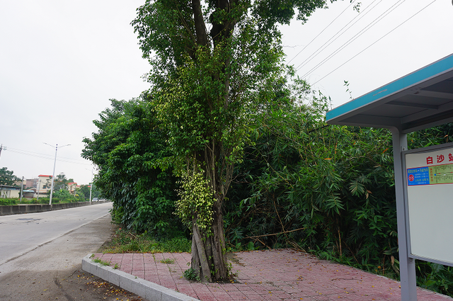 白沙村，更美了！