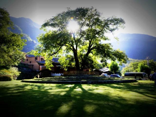 漾濞是“世界核桃起源地”！有五个维度可为证……