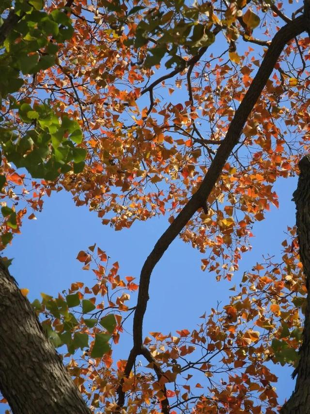 美到犯规！藏在静安深处的秋冬打卡地图上线丨静宝聊天室