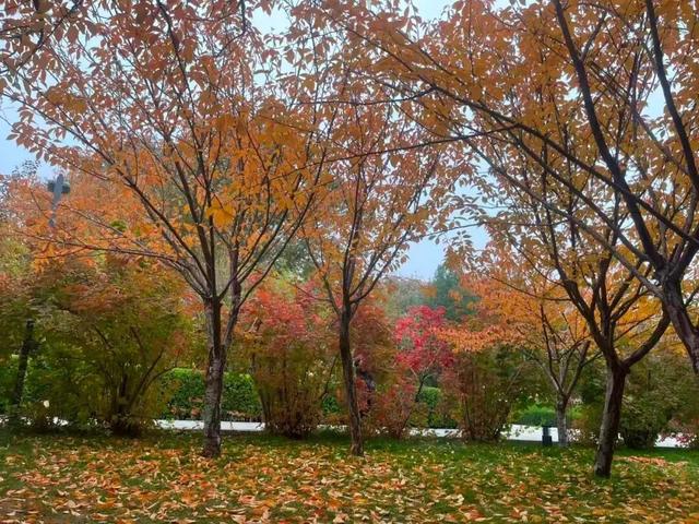 不必远行！邢台街头巷尾的彩叶之约等你赴会